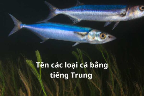 Tên các loài cá bằng tiếng Trung