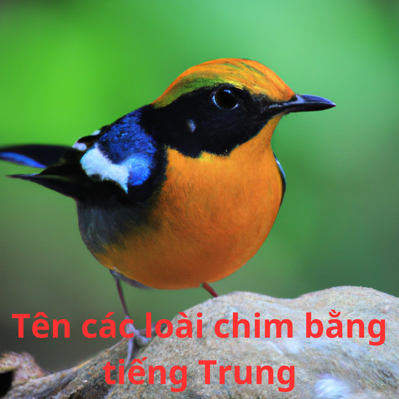 Tên các loài chim bằng tiếng Trung